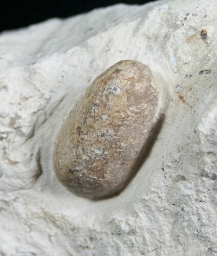 Fossil Snake Egg - Bouxwiller, France #5796